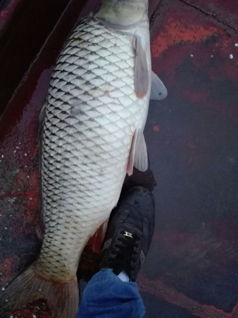 河鲤鱼食用2~3公斤