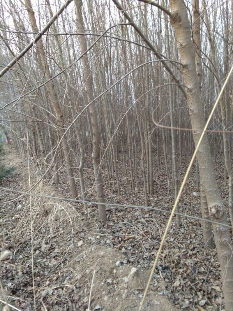 小叶榆树2~4cm4cm以下2.5~3m