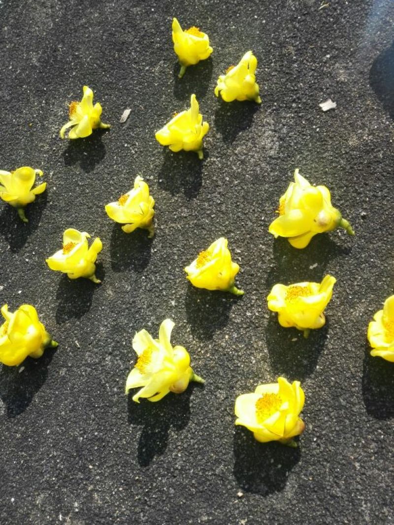 金花茶叶一级