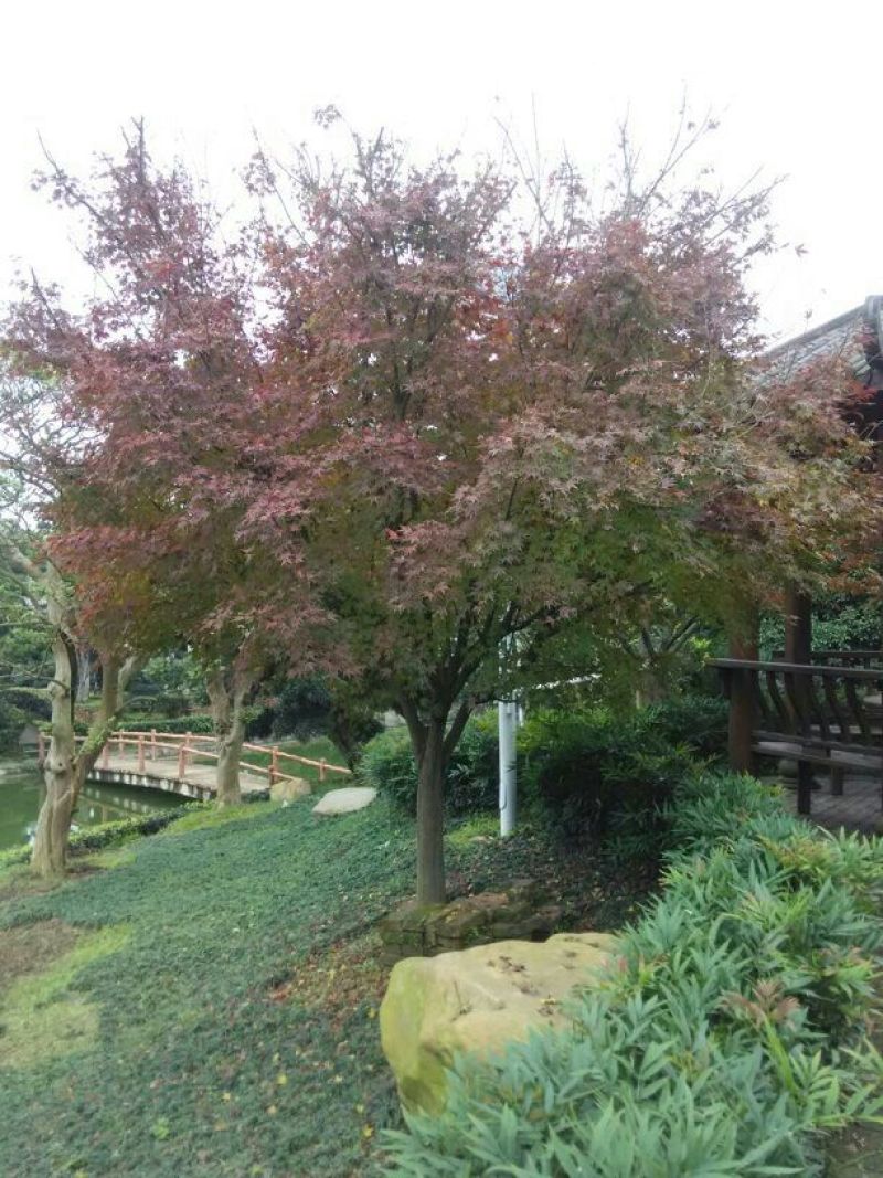红枫，日本红枫，红枫小苗，精品红枫，浏阳嫁接红枫价格