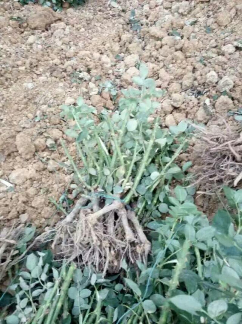 玫瑰鲜切花20朵