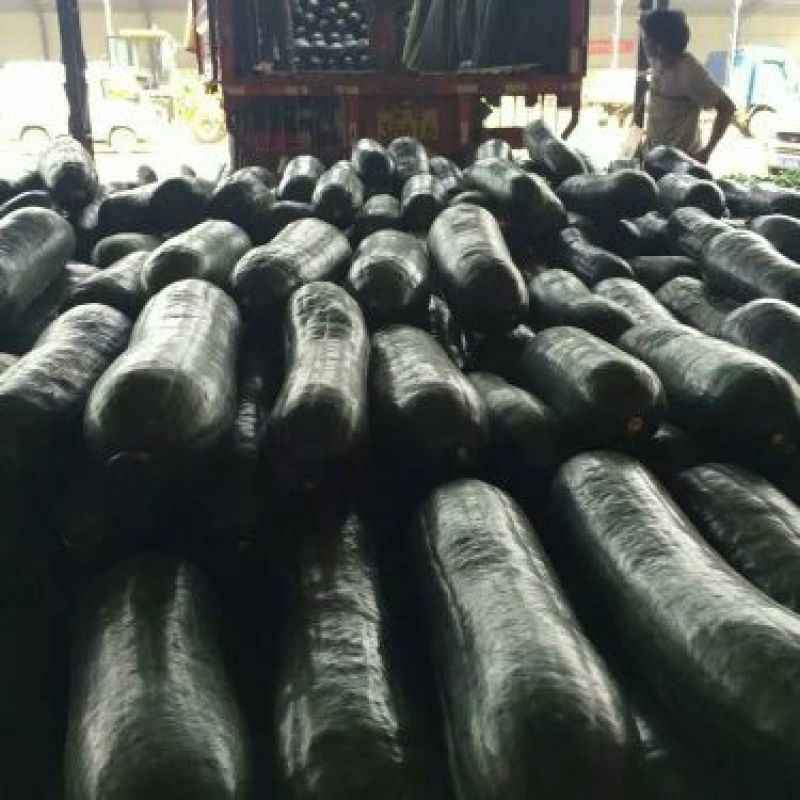 黑皮冬瓜