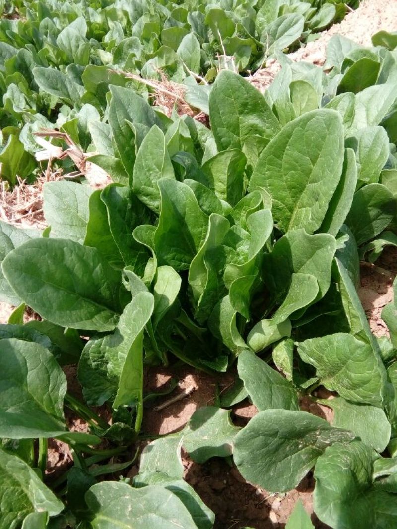 大叶菠菜30~35厘米
