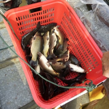 建鲤食用1~2公斤