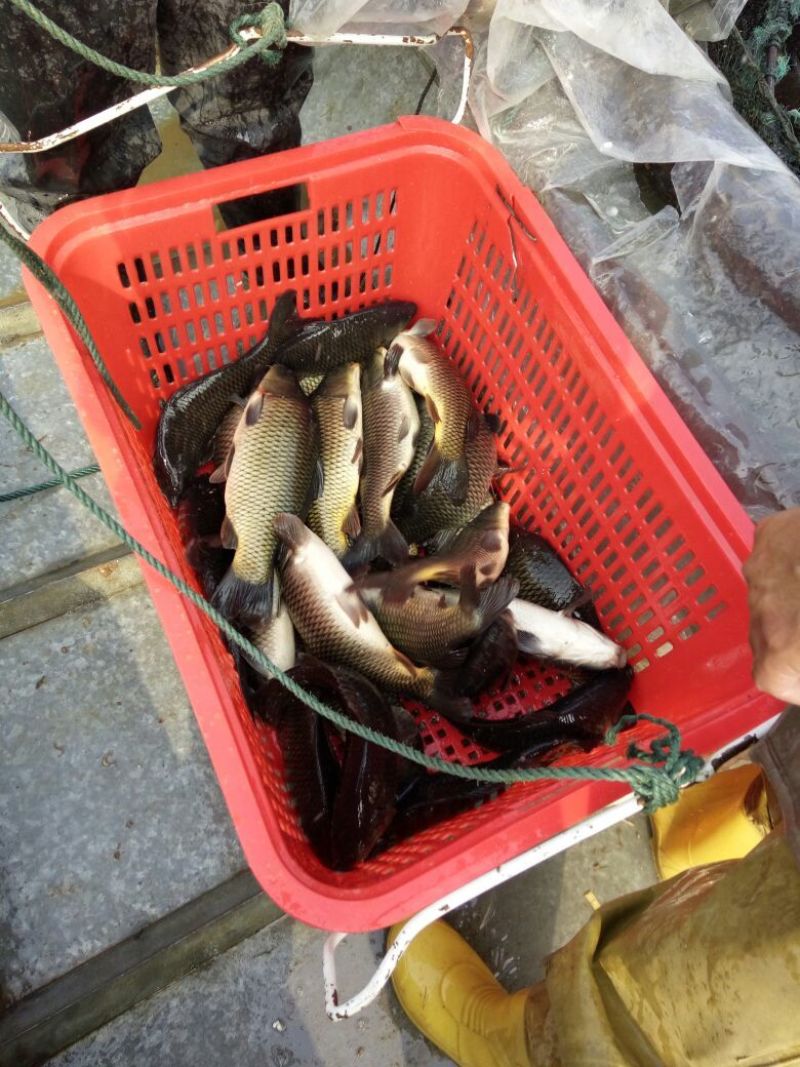 建鲤食用1~2公斤