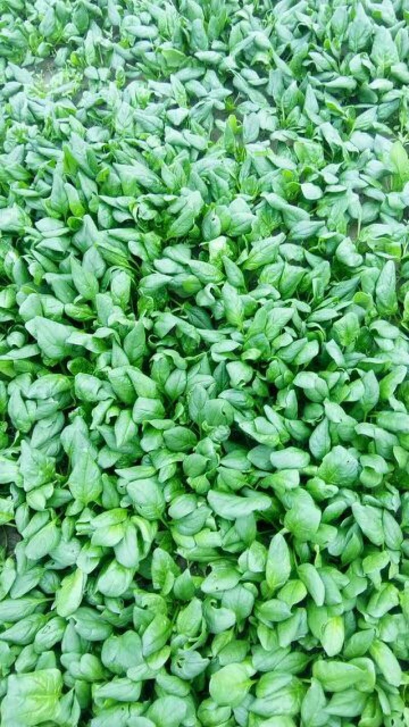大叶菠菜10~15厘米