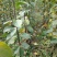 梨树苗50~80cm1~4cm