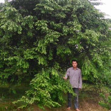 红豆杉树桩25~30cm