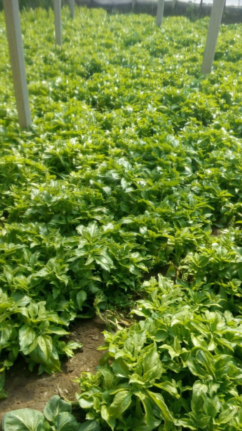 优质冰菜种苗，诚信经营合作共赢。