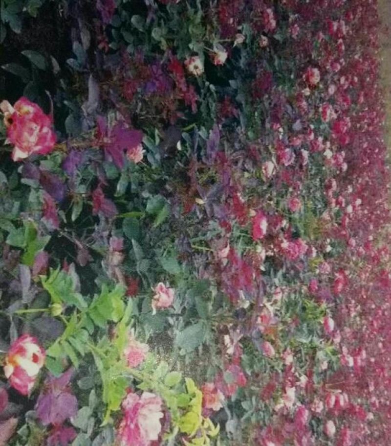 大叶女贞4cm以下