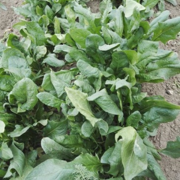 越冬菠菜20~25厘米