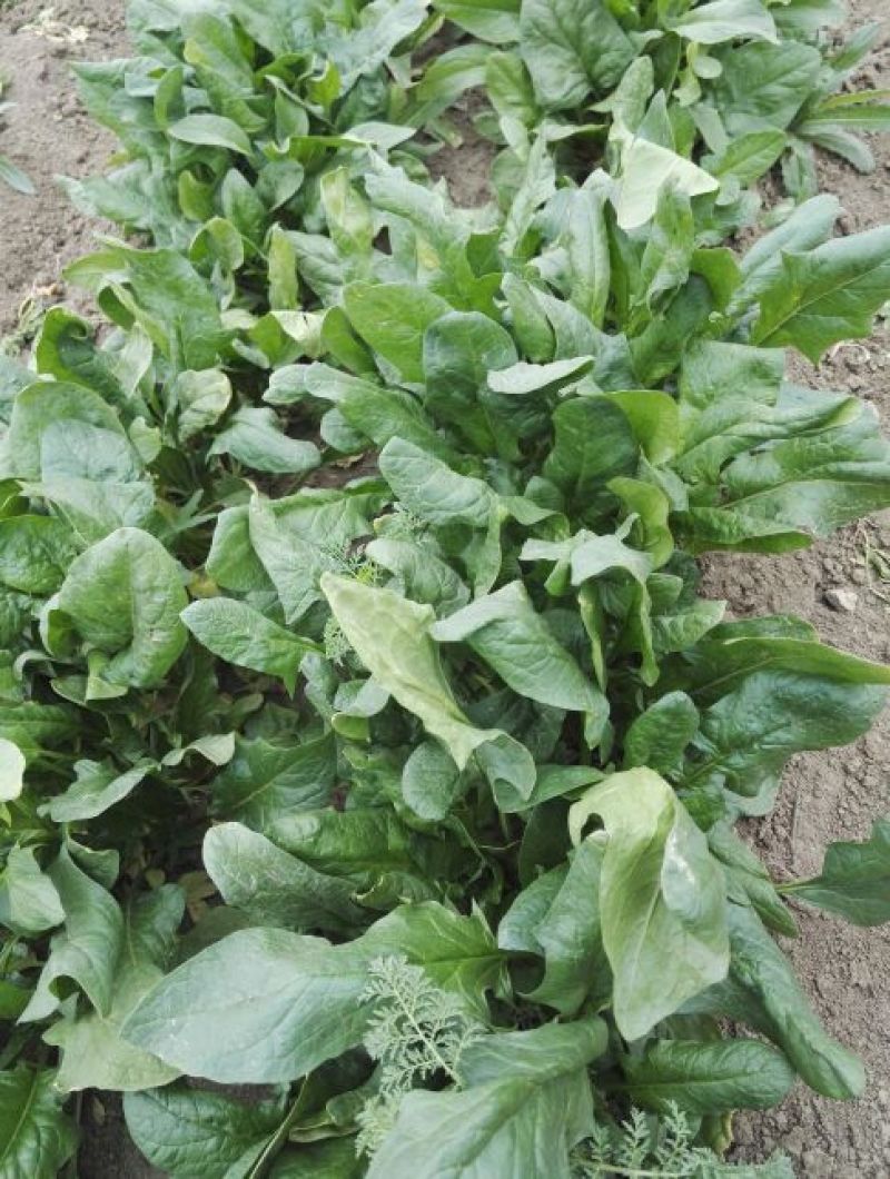 越冬菠菜20~25厘米