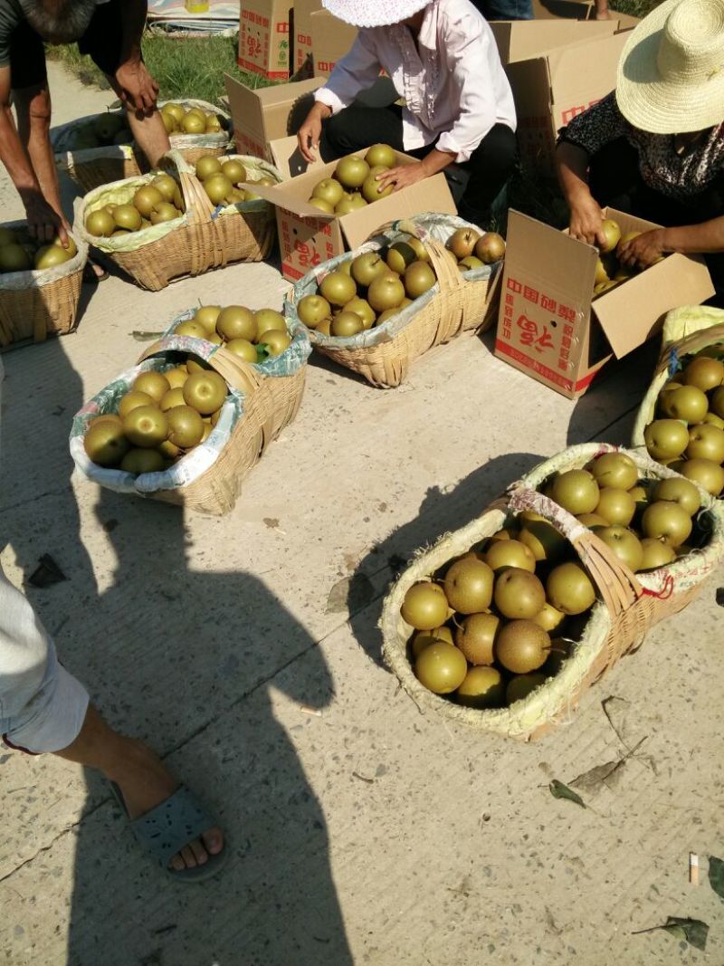 旧口沙梨.湘南湖北沙梨基地