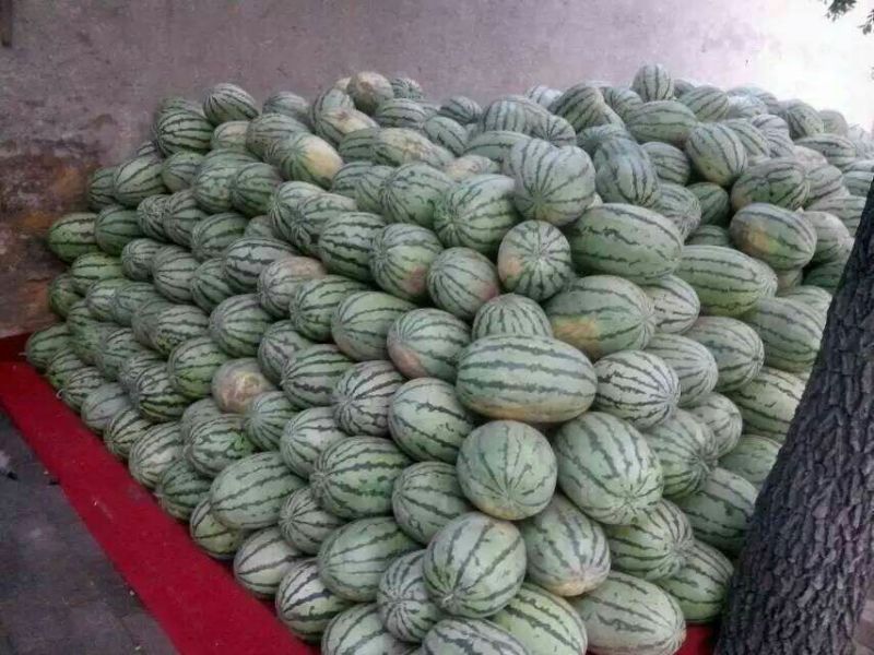 忻州金城五号，西瓜大量上市