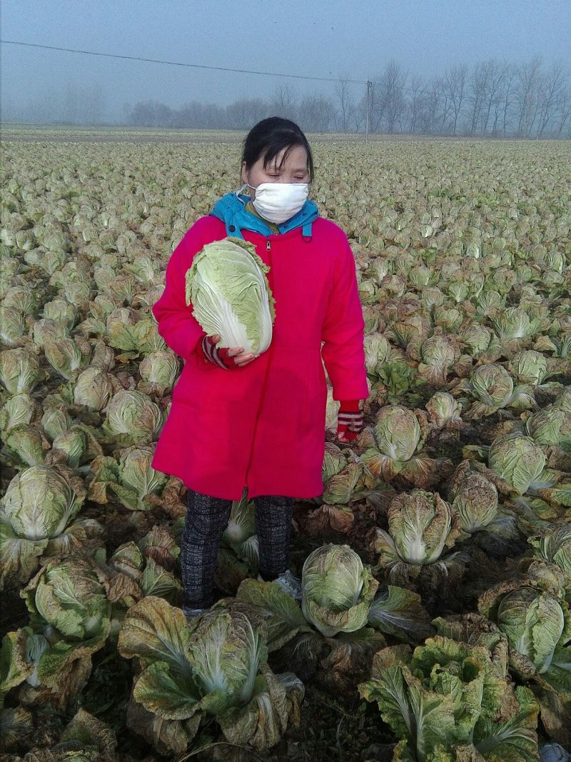 大白菜