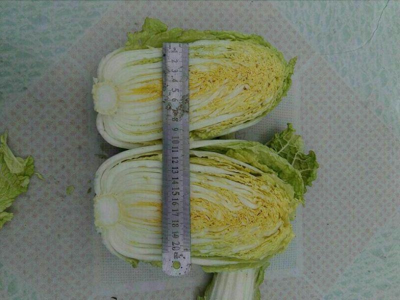 大白菜