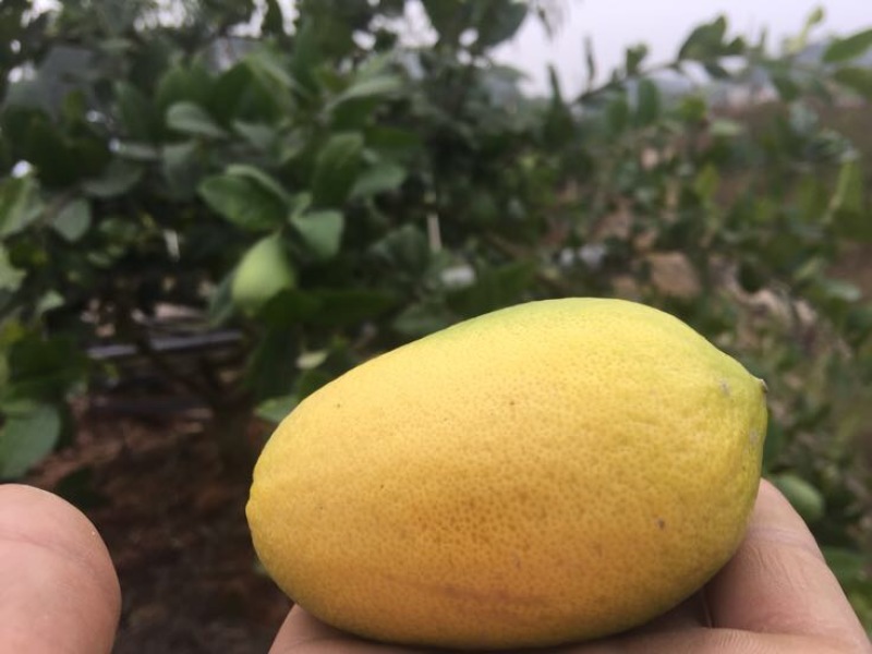 香水柠檬树苗