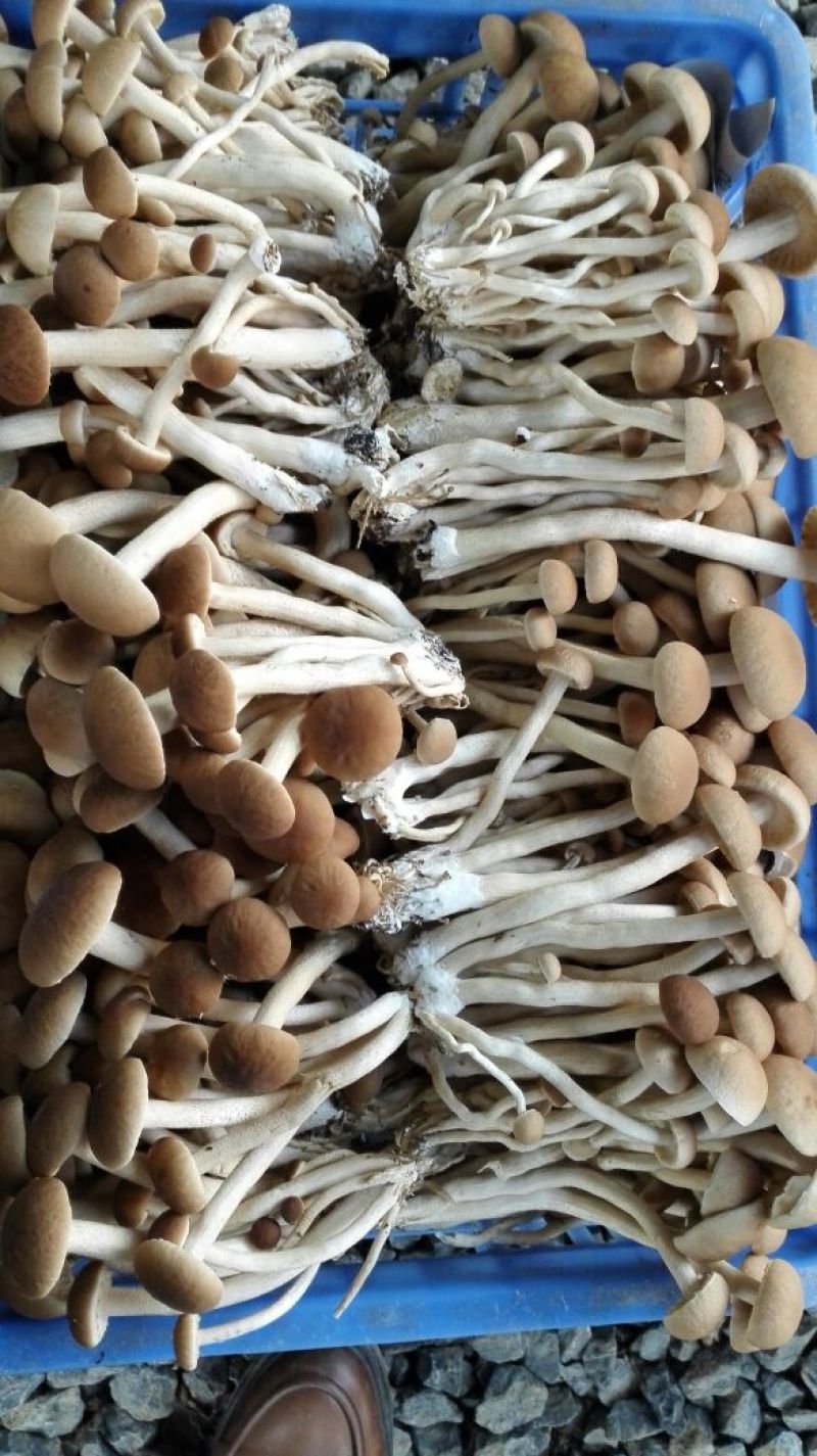 鲜茶树菇