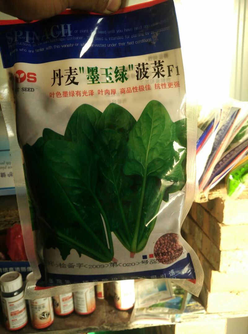 大叶菠菜15~20厘米