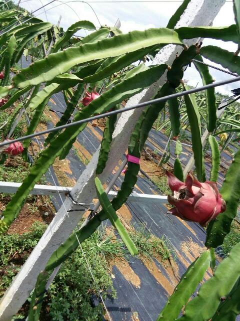 广西南宁市隆安县金都1号火龙果 大(7两以上)批