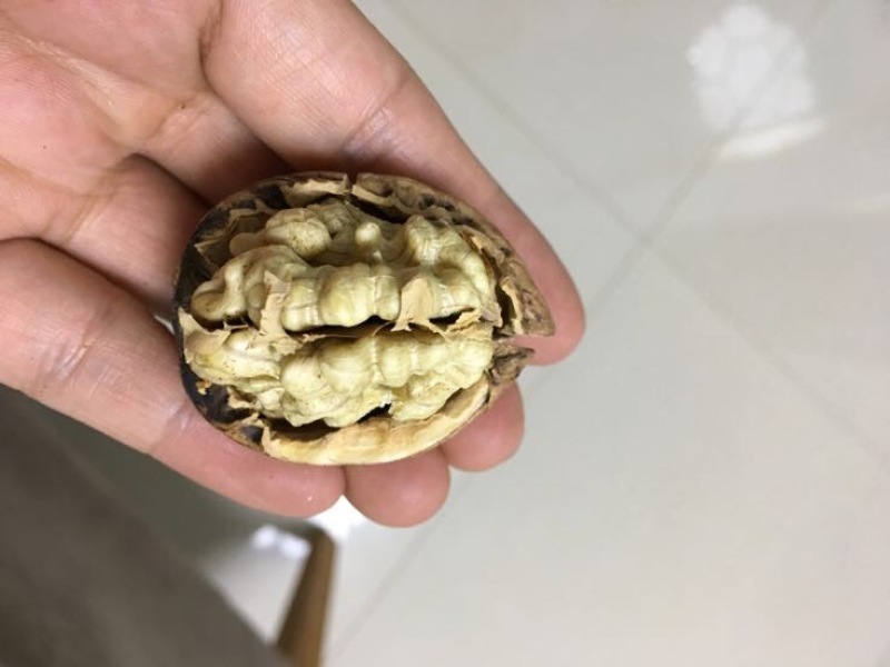 纸皮核桃