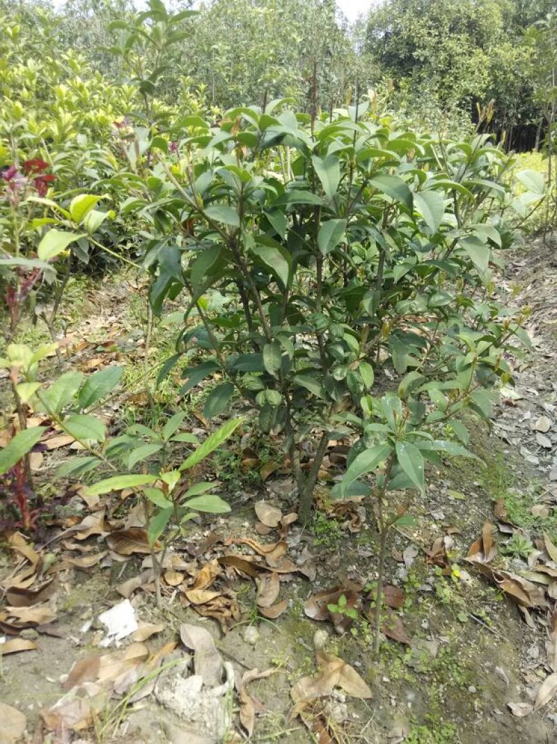 【自产自销】四季桂四季桂苗月桂一年四季开花批发价【包邮】
