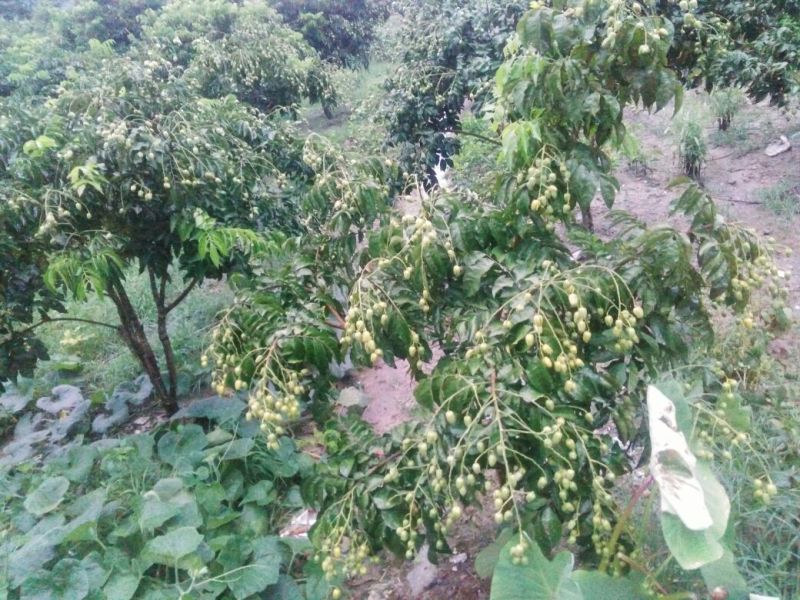 黄皮果球形