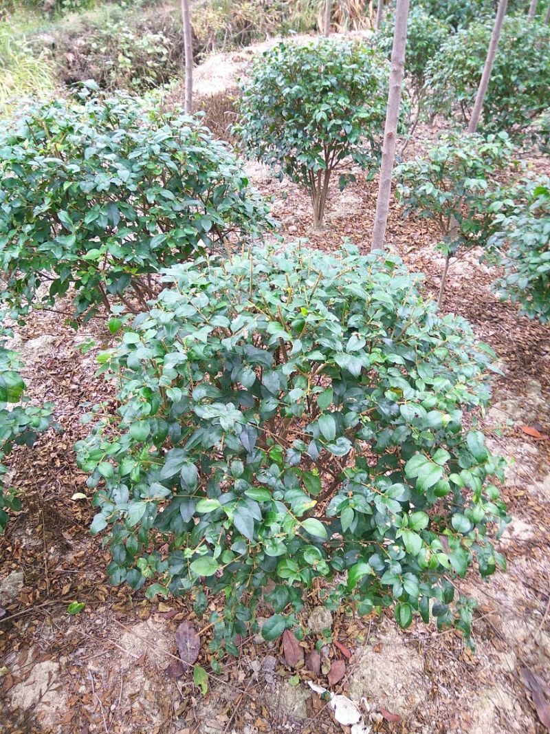 女贞4cm以下