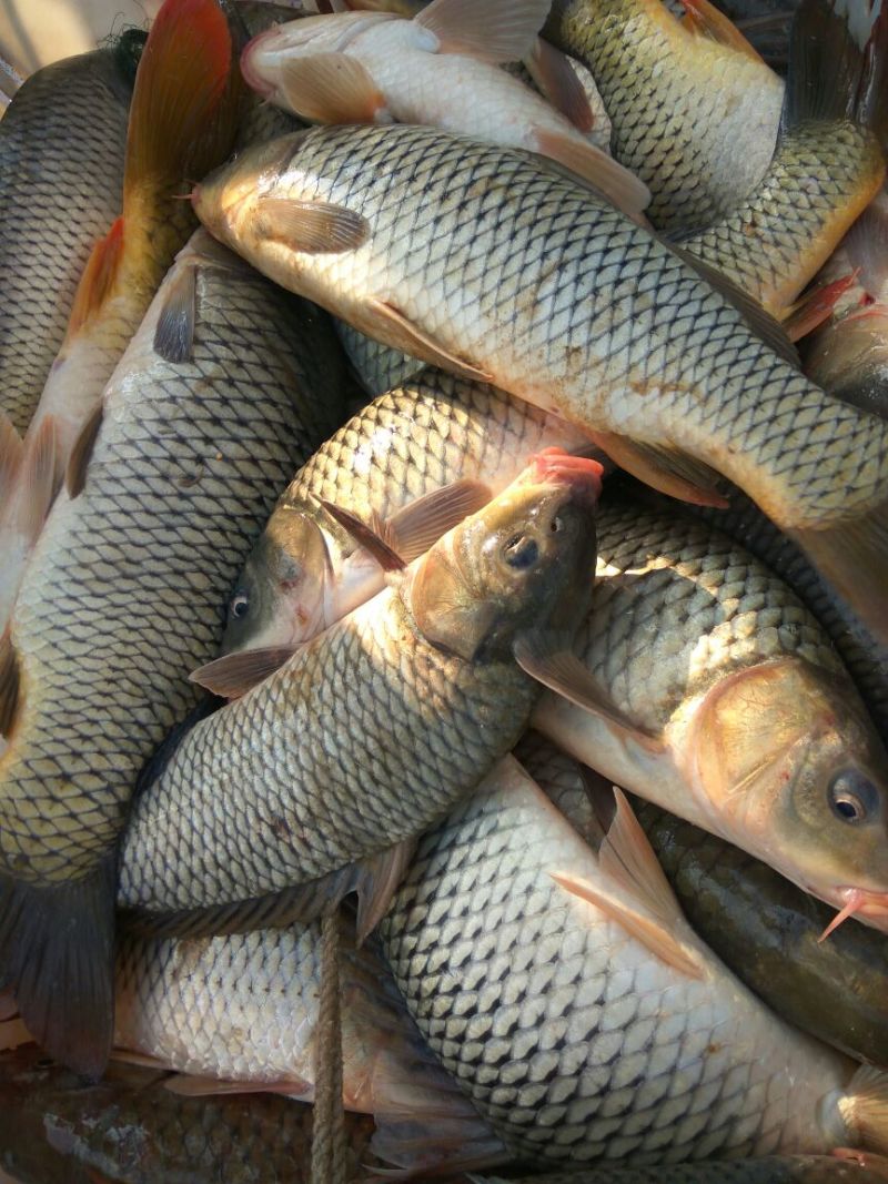河鲤鱼食用1~2公斤