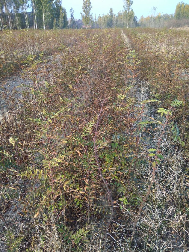 花椒苗大红袍花椒苗山东哪里有花椒苗花椒苗基地花椒苗批发