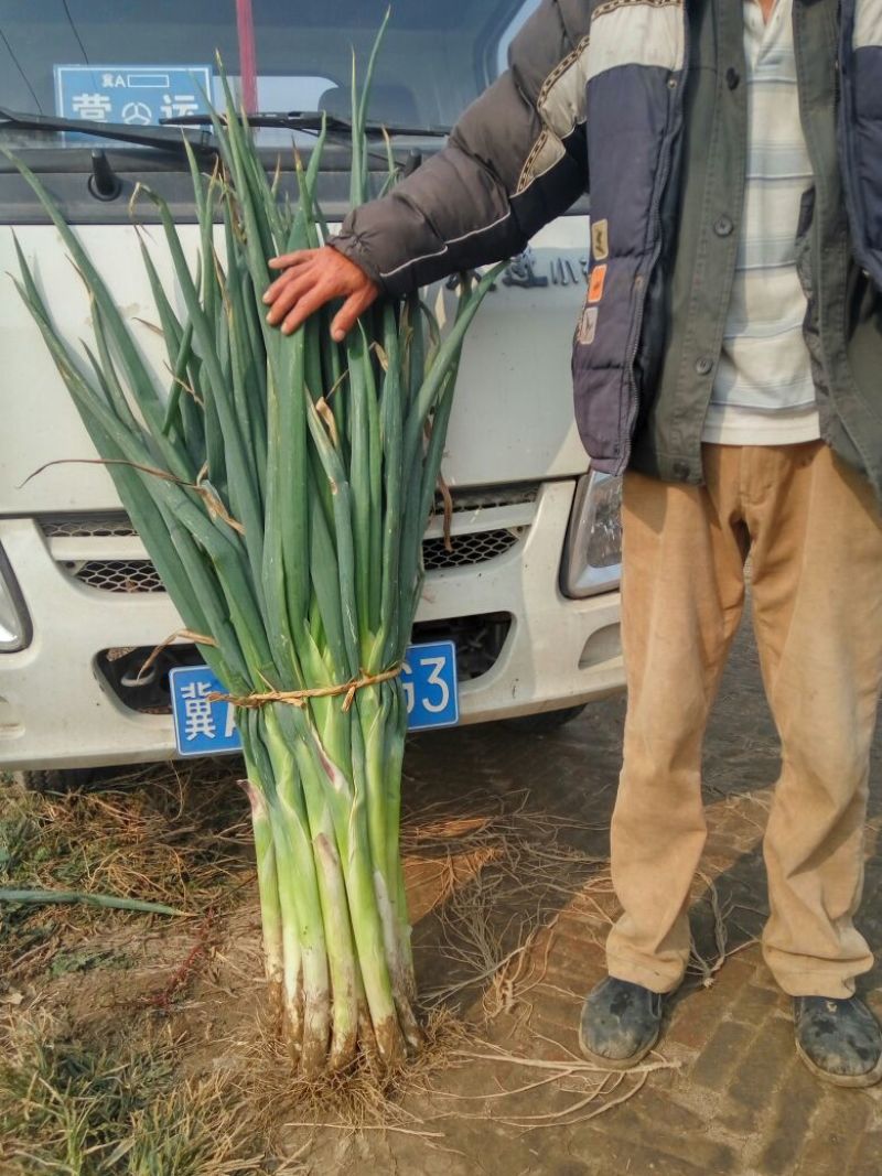 超越巨葱40cm以上净葱3cm左右