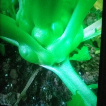 芥菜头5两以上