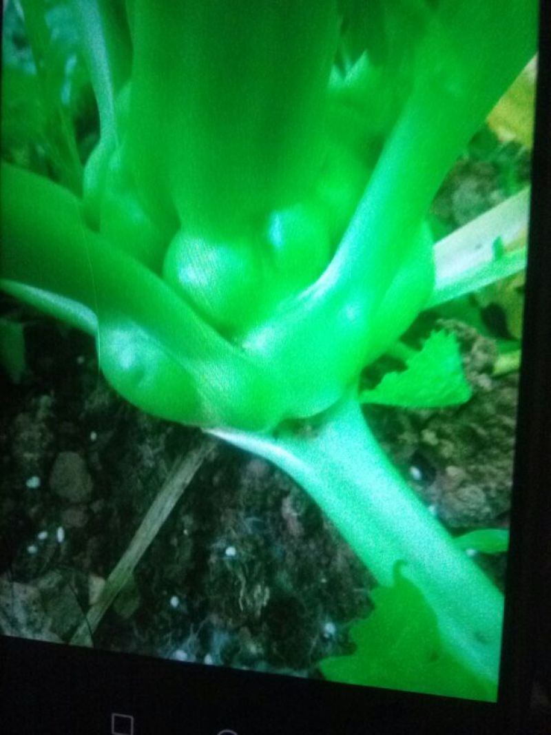 芥菜头5两以上