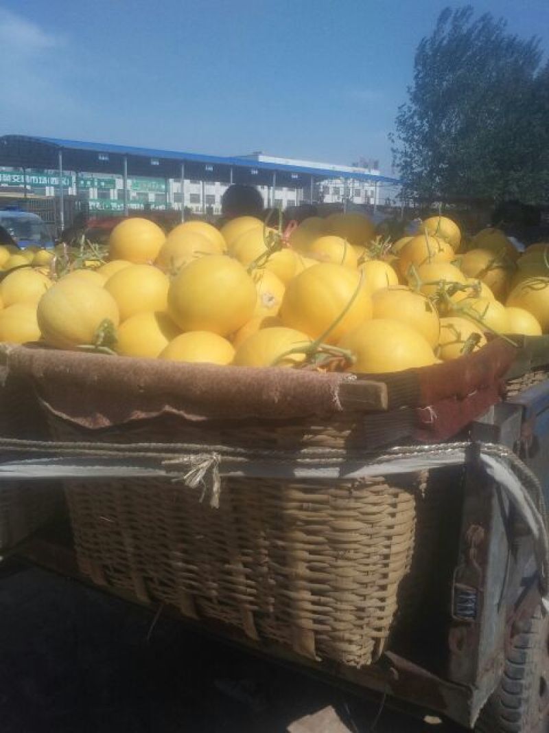 甜瓜3月份大量上市