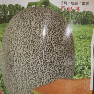 西州蜜瓜5斤以上椭圆形