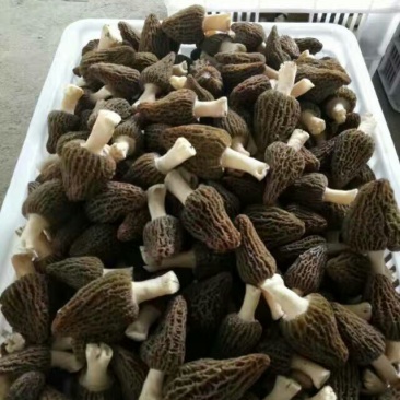 鲜羊肚菌一级品