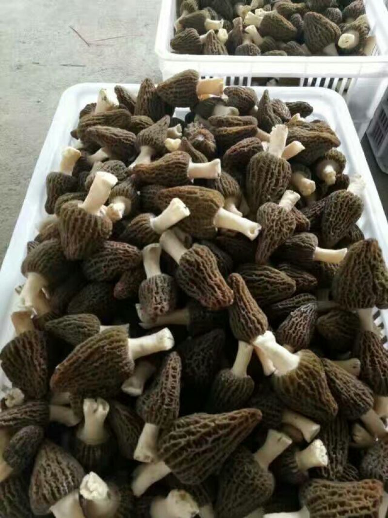 鲜羊肚菌一级品