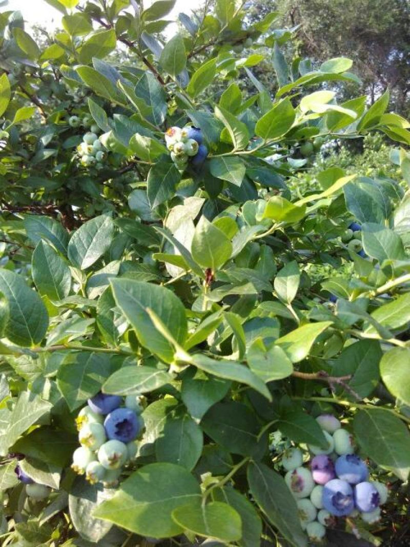 蓝莓12~14mm以上