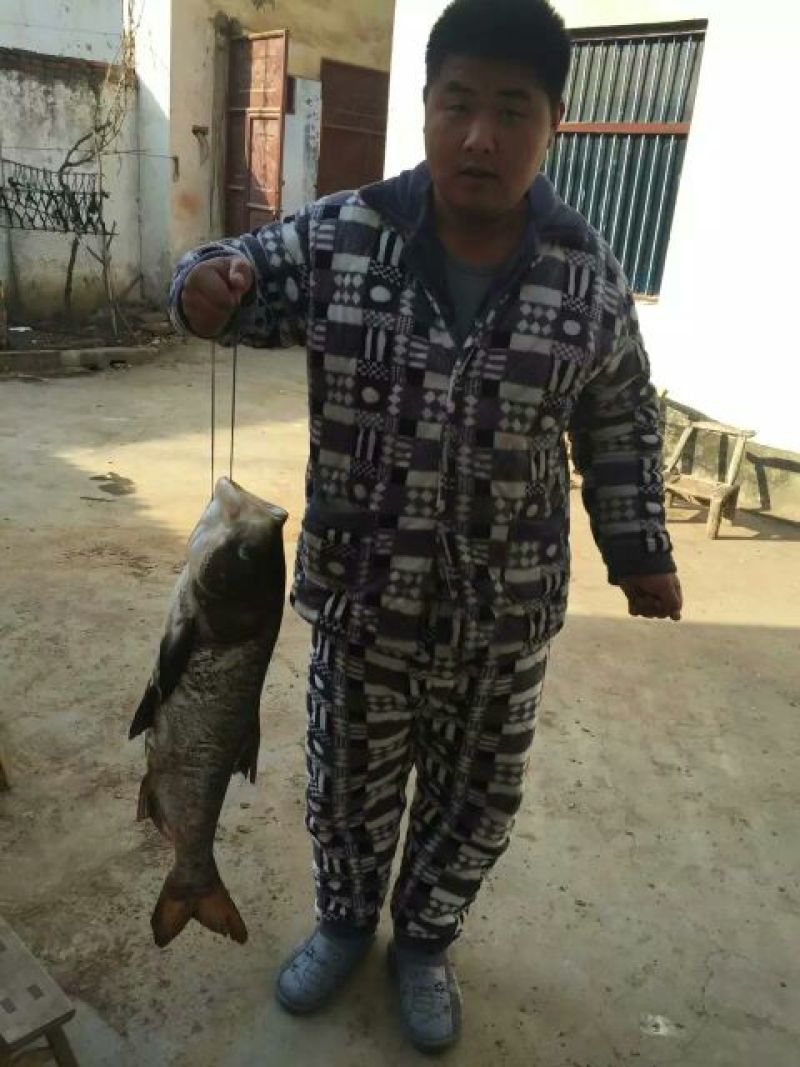 鲢鱼食用活鱼