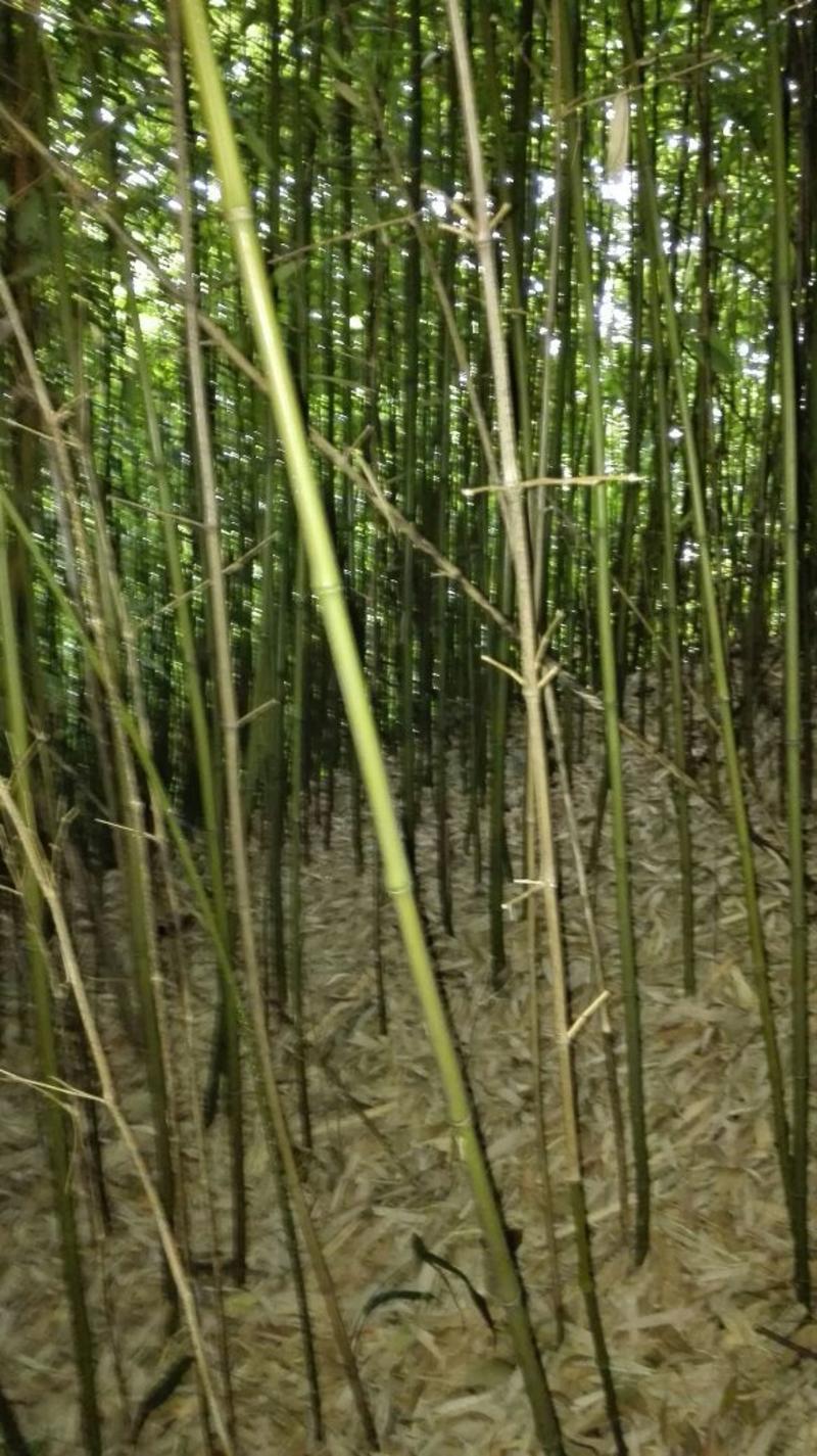 绿竹4~5m