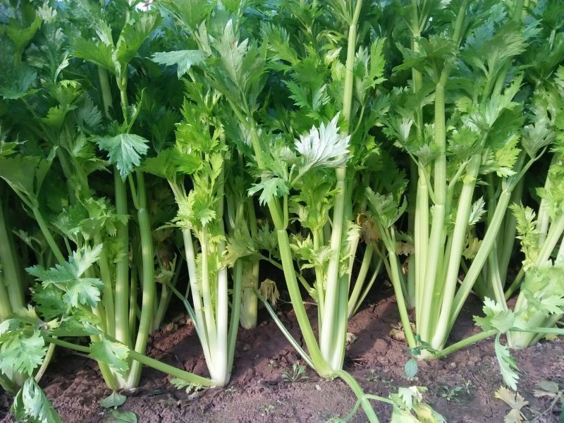 皇后芹菜70厘米以上，米黄色靓。