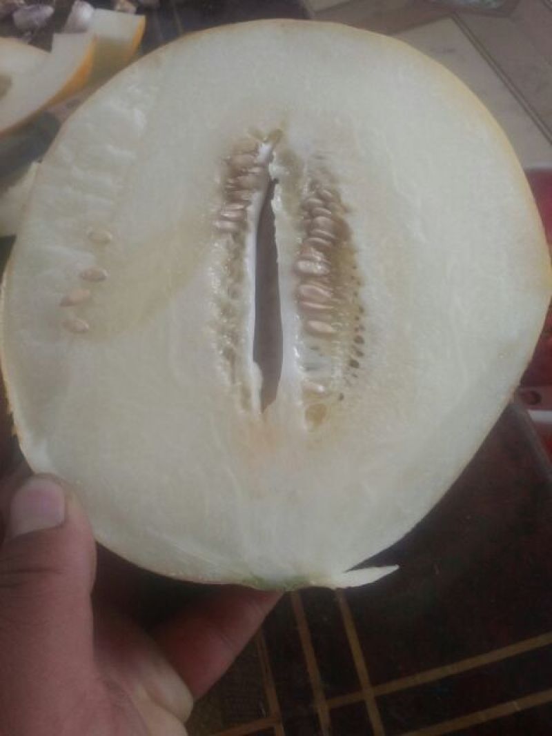 瑞红香瓜3月份大量上市