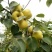 砀山梨350~400g光果