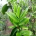 百年普洱大树茶各种检测检验合格