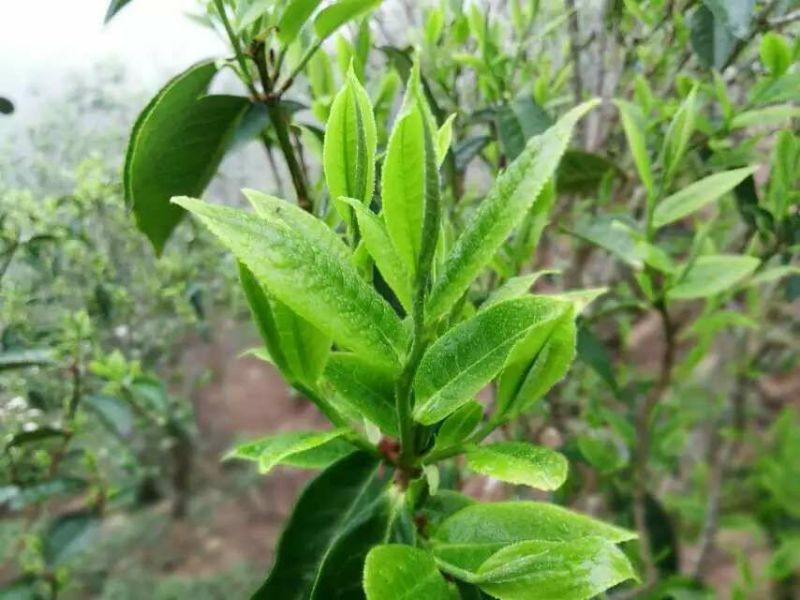 百年普洱大树茶各种检测检验合格
