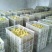狮头鹅苗250g以上