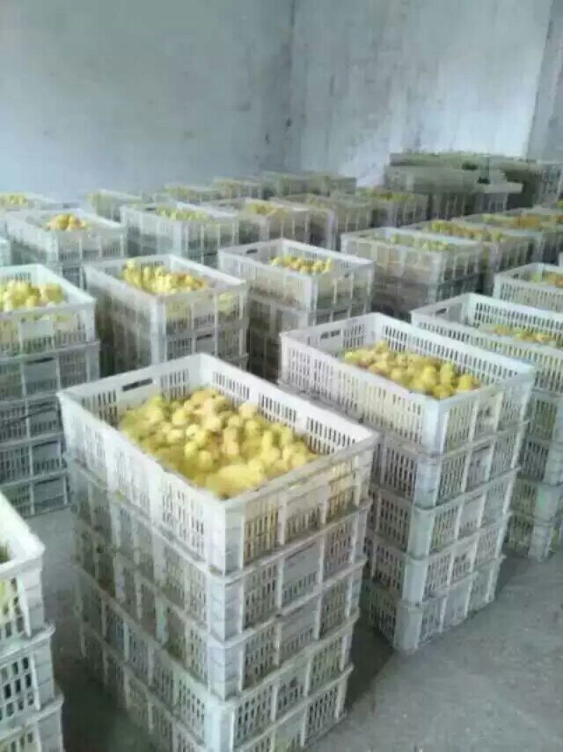 狮头鹅苗250g以上