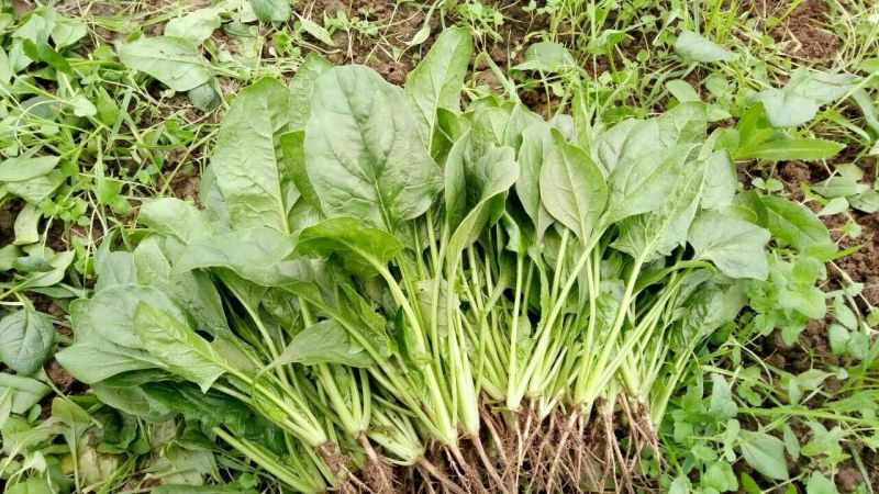 大叶菠菜20~25厘米