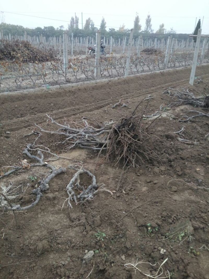 葡萄树1.1~1.5m各种规格齐全淘汰葡萄树苗大量