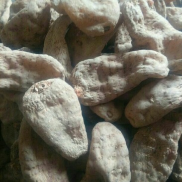 天麻特级